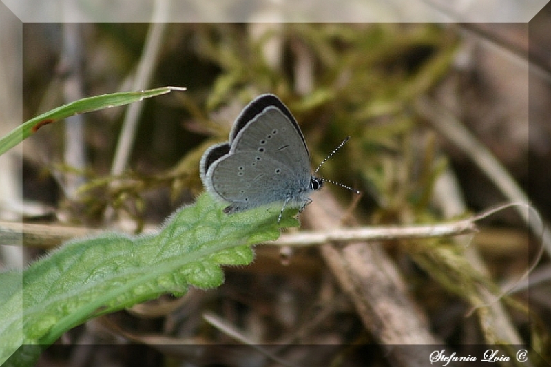 licenide scuro